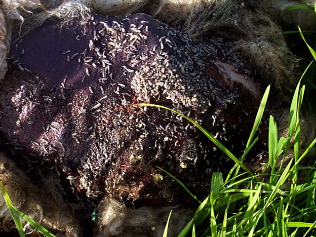 Blowfly treatment